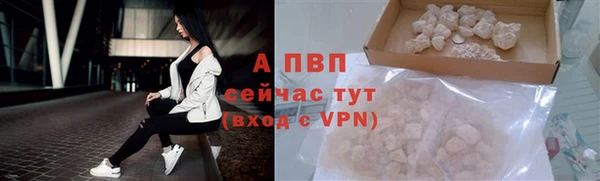 индика Новозыбков